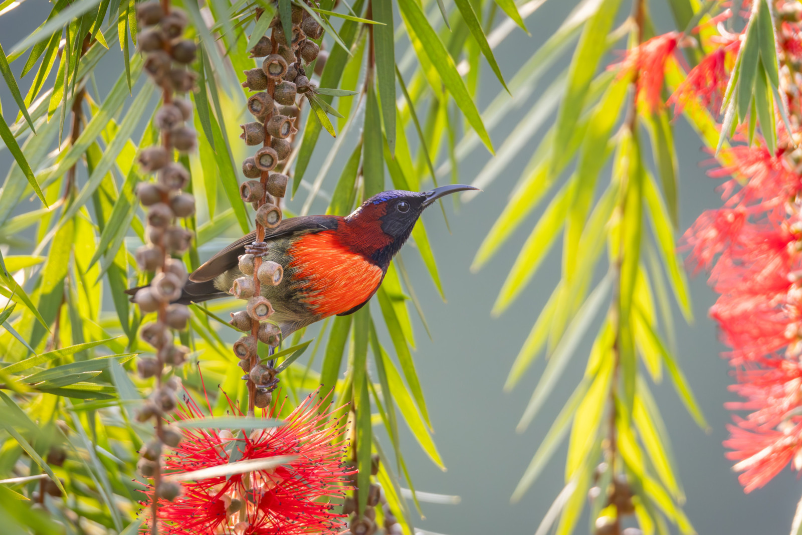 image Black-throated Sunbird